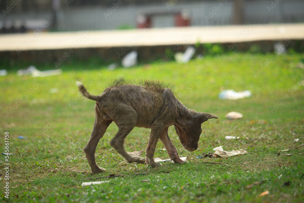 Puppies affected by skin diseases and small puppies are in search of food. Puppies affected by skin diseases and small puppies are in search of food.