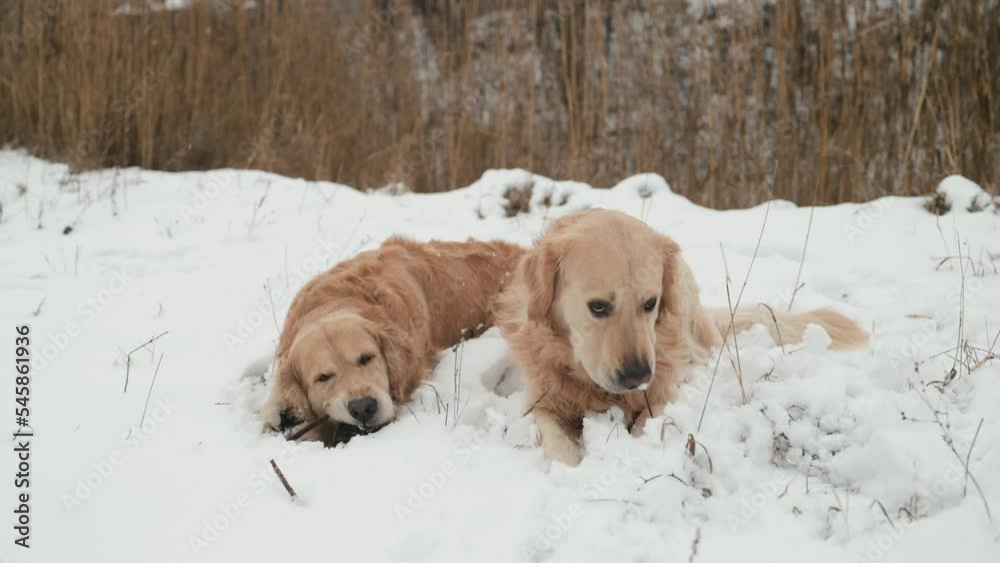 Two golden retriever dogs lying in snow with sticks in winter time outdoors. Purebred pet doggies outside with nordic weather Two golden retriever dogs lying in snow with sticks in winter time outdoors. Purebred pet doggies outside with nordic weather