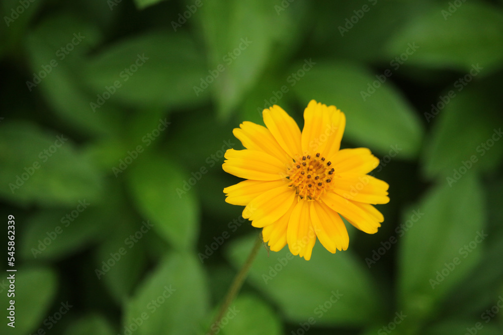 Macro details of summer sulfur Cosmos flower. Macro details of summer sulfur Cosmos flower.