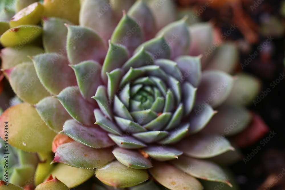 rojnik Sempervivum 'Kwabbenoot' rojnik Sempervivum 'Kwabbenoot'