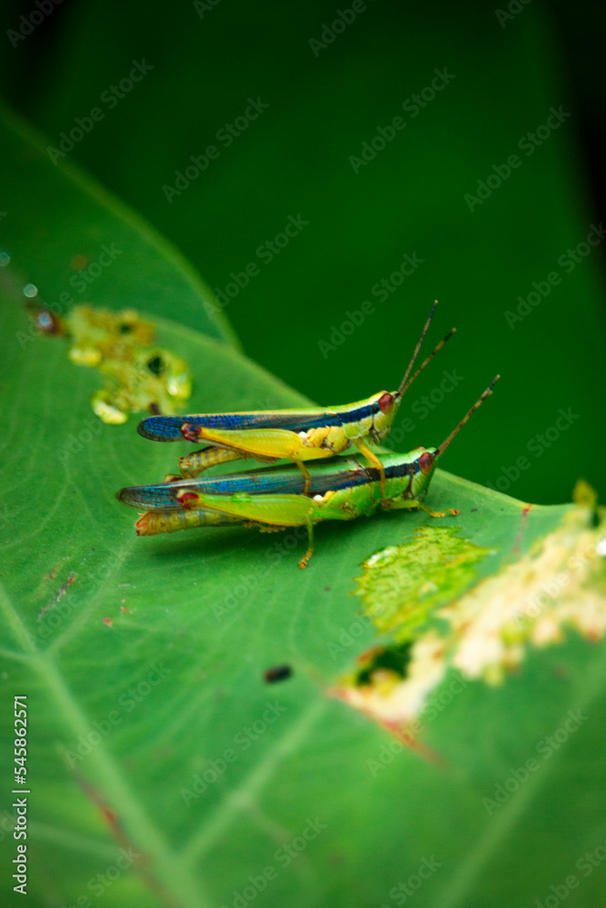 Macro photography of Grasshopper on green leaf in the forest Macro photography of Grasshopper on green leaf in the forest
