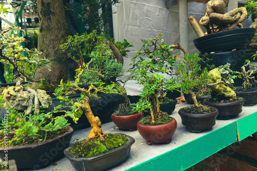 This is a photo of various types of bonsai.