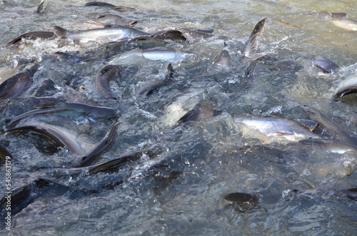 Many Fish in Chao Phraya River Bangkok Thailand