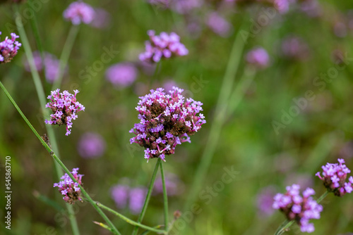 Close up photo of Verbena Flower and blurred background.