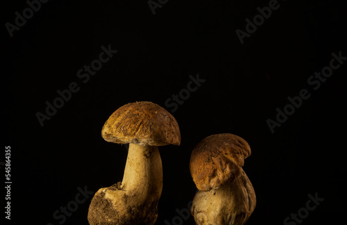 Still life of wild Porcini Mushrooms against black background
