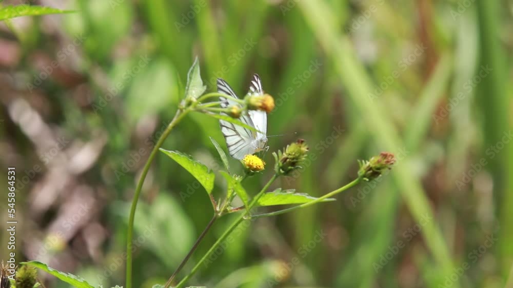 White, brown Butterfly perched on a blooming flower sucking nectar White, brown Butterfly perched on a blooming flower sucking nectar