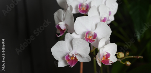 Close-up of white orchids  phalaenopsis  against dark background