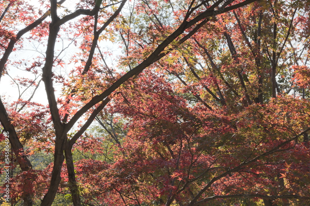 Autumn leaves in a forest park in rural Japan. Autumn leaves in a forest park in rural Japan.