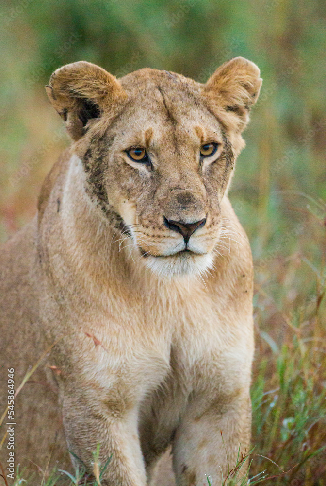 Naklejka premium Young lioness on her own, calls out to the pride in the Masai Mara, Kenya