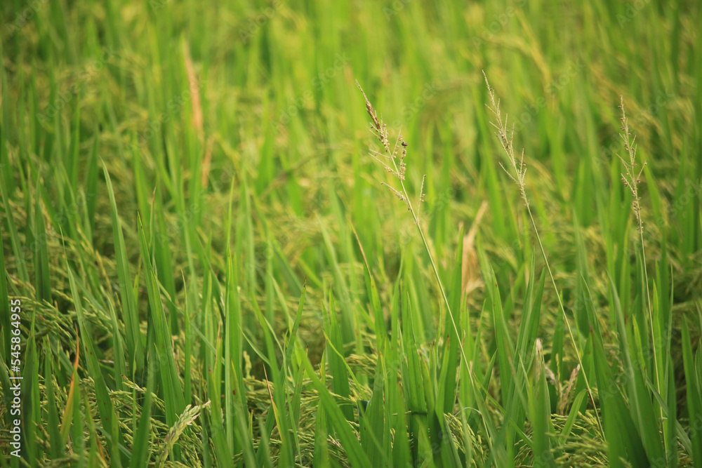 There are many beautiful paddy plants in the paddy field There are many beautiful paddy plants in the paddy field
