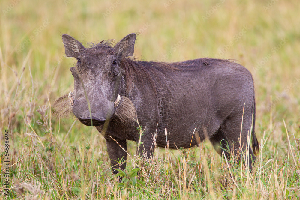 Warthog foraging in the grasslands of Africa Warthog foraging in the grasslands of Africa