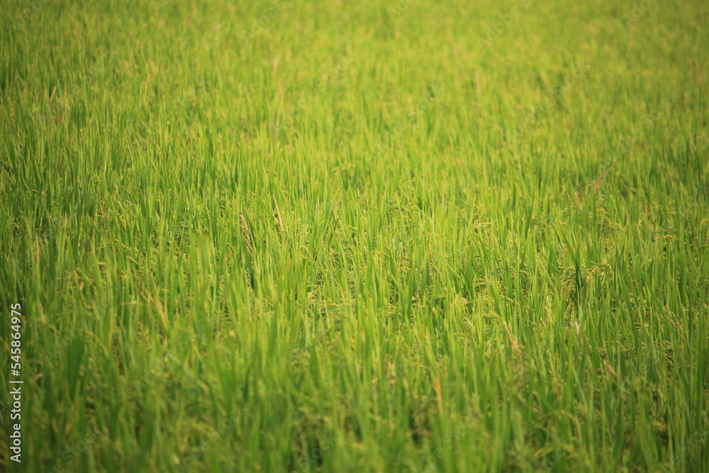 There are many beautiful paddy plants in the paddy field