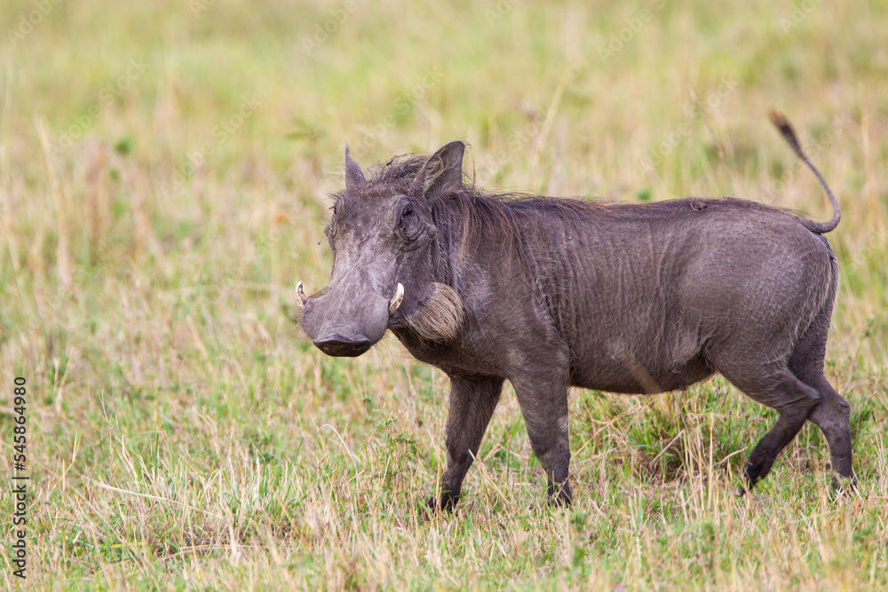 Warthog foraging in the grasslands of Africa Warthog foraging in the grasslands of Africa
