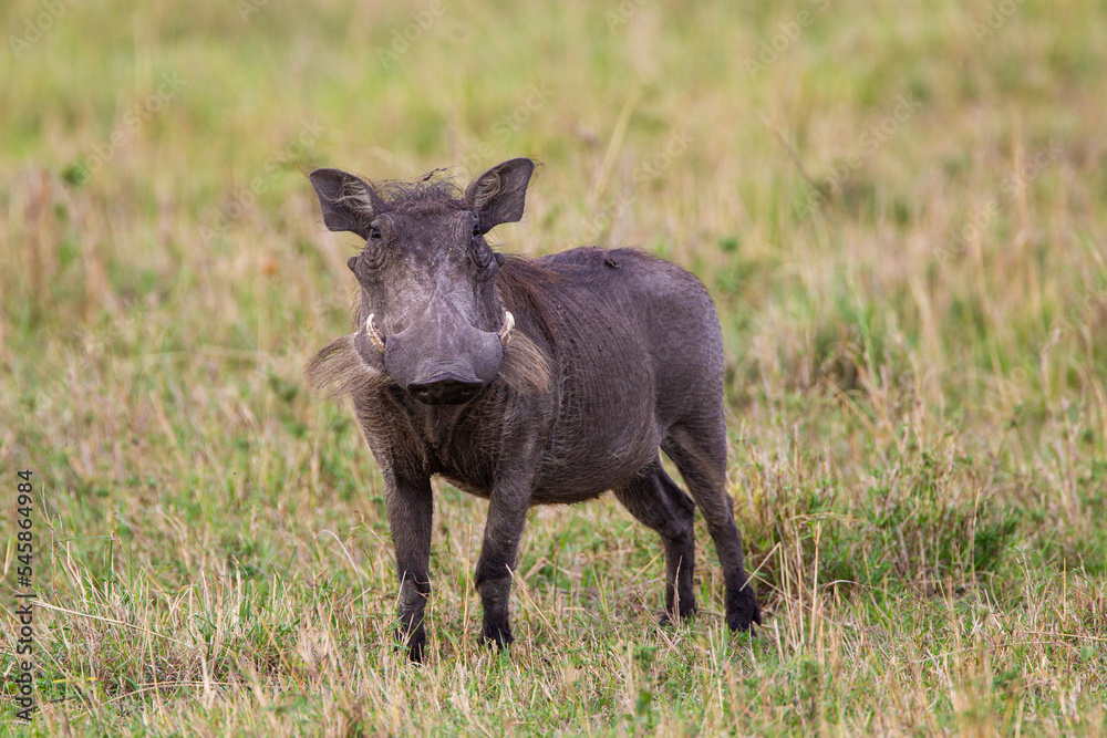 Warthog foraging in the grasslands of Africa Warthog foraging in the grasslands of Africa