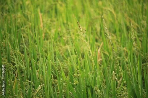 There are many beautiful paddy plants in the paddy field