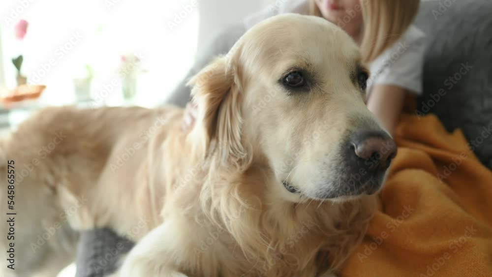 Cute girl kid hand petting golden retriever dog in bed. Pretty child with purebred pet doggy labrador at home closeup Cute girl kid hand petting golden retriever dog in bed. Pretty child with purebred pet doggy labrador at home closeup