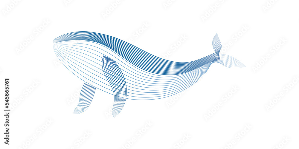 Humpback Whale by line art texture blue color in minimal style isolated on transparent background.