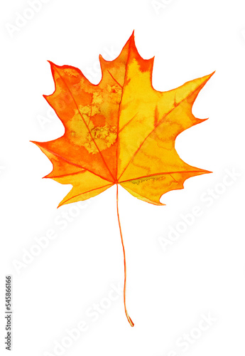 Bright autumnal maple leaf painted in watercolor on white background 