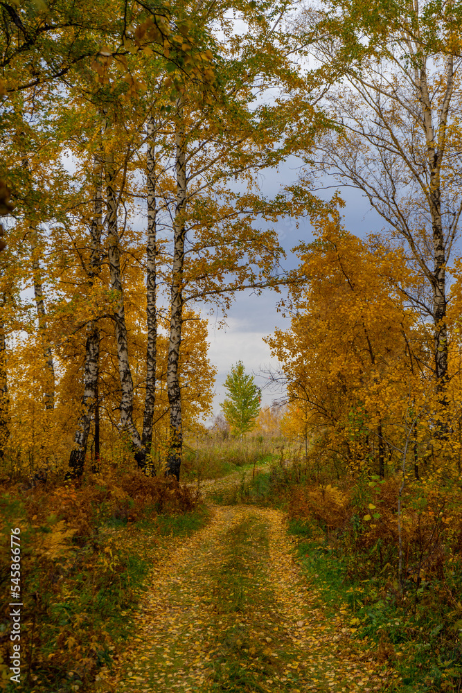 Fototapeta premium Autumn road covered with yellow leaves in a birch grove