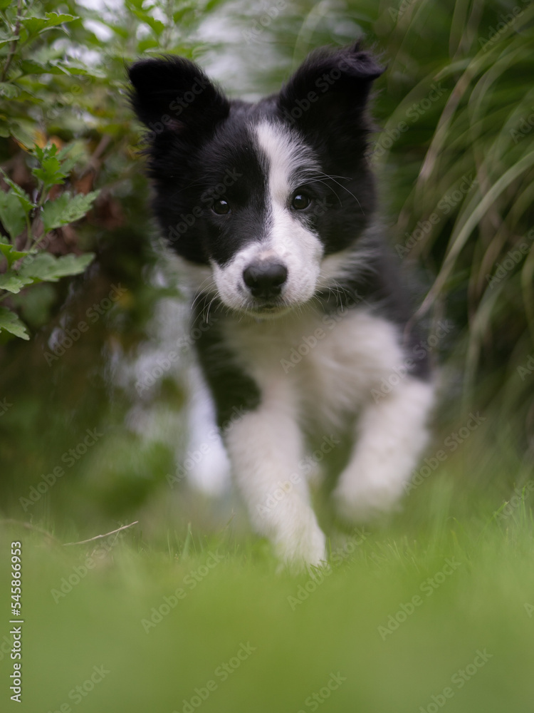 adorable portrait of amazing healthy and happy black and white border collie puppy adorable portrait of amazing healthy and happy black and white border collie puppy