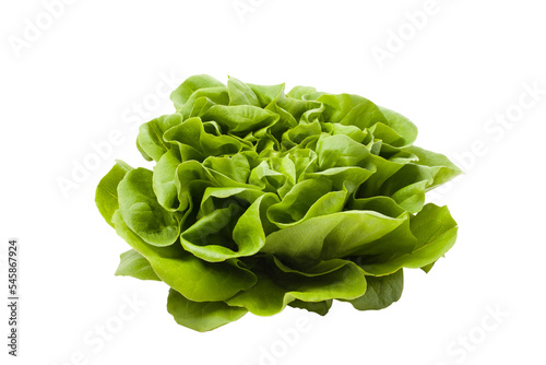 Ripe Green Lettuce - Stock Photo