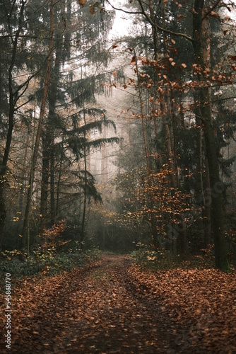 Bavarian Forest | Bayerischer Wald 