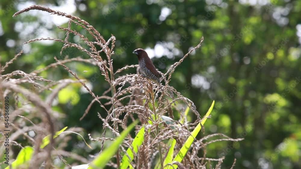 Bondol jawa, pipit bondol, piit bondol, emprit bondol, Lonchura leucogastroides, Javan Munia
Bondol jawa, pipit bondol, piit bondol, emprit bondol, Lonchura leucogastroides, Javan Munia