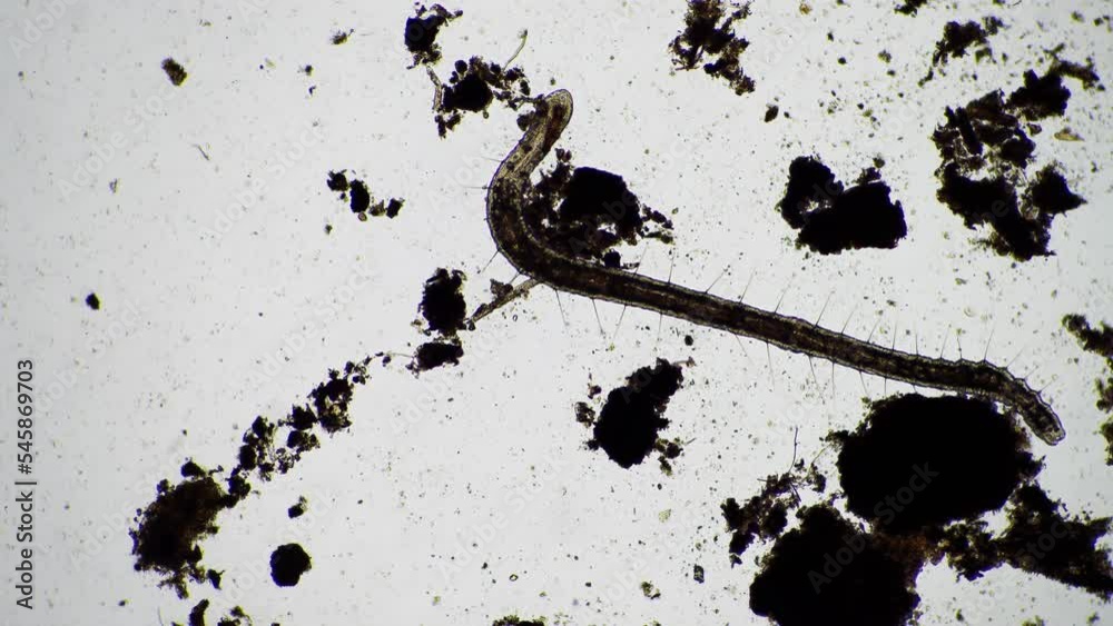 microorganisms and soil biology, with nematodes and fungi under the ...