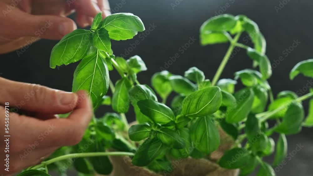 Girl's hands pluck leaves from a basil bush on a dark background Girl's hands pluck leaves from a basil bush on a dark background