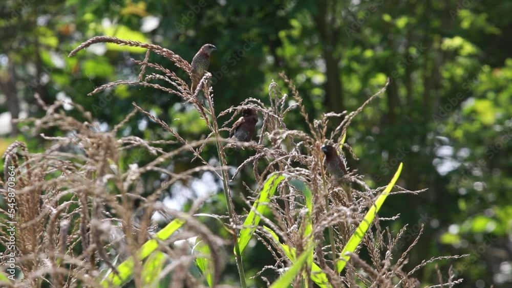 Bondol jawa, pipit bondol, piit bondol, emprit bondol, Lonchura leucogastroides, Javan Munia