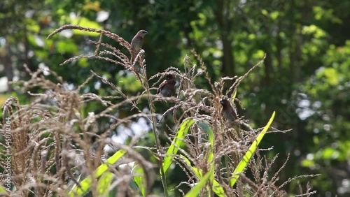 Bondol jawa, pipit bondol, piit bondol, emprit bondol, Lonchura leucogastroides, Javan Munia photo