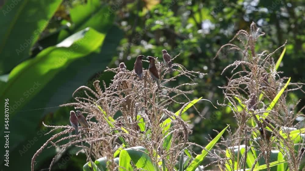 Bondol jawa, pipit bondol, piit bondol, emprit bondol, Lonchura leucogastroides, Javan Munia Bondol jawa, pipit bondol, piit bondol, emprit bondol, Lonchura leucogastroides, Javan Munia