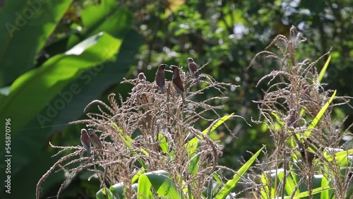 Bondol jawa, pipit bondol, piit bondol, emprit bondol, Lonchura leucogastroides, Javan Munia photo