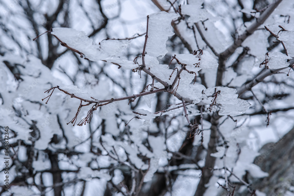 Branches frozen in strangely shaped ice due to the wind on Demerdzhi mountain slope in spring. Crimea