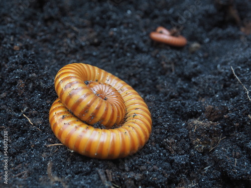 close up of millipedes