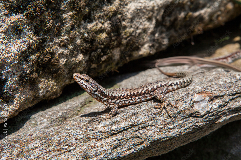 A lizard basks in the sun on a rock. A lizard basks in the sun on a rock.