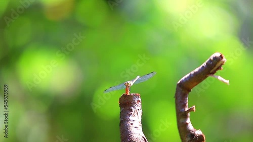 dragonfly, Capung, sibar-sibar, papatong , kinjeng , coblang, kasasiur, tjapung, Sansibur, Bungkoloko, Kedie , Lestes praemorsus, Calopteryx splendens,Azuragrion nigridorsum,Agriocnemis pieris, 
 photo
