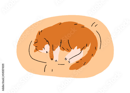 Cute cat sleeping in pets bed, on soft cushion. Home kitty lying on comfortab...