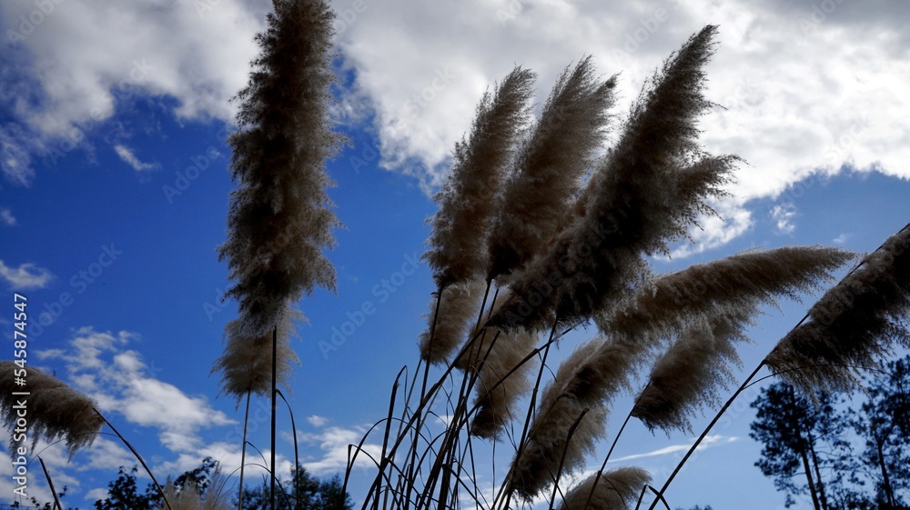 Fototapeta premium plants