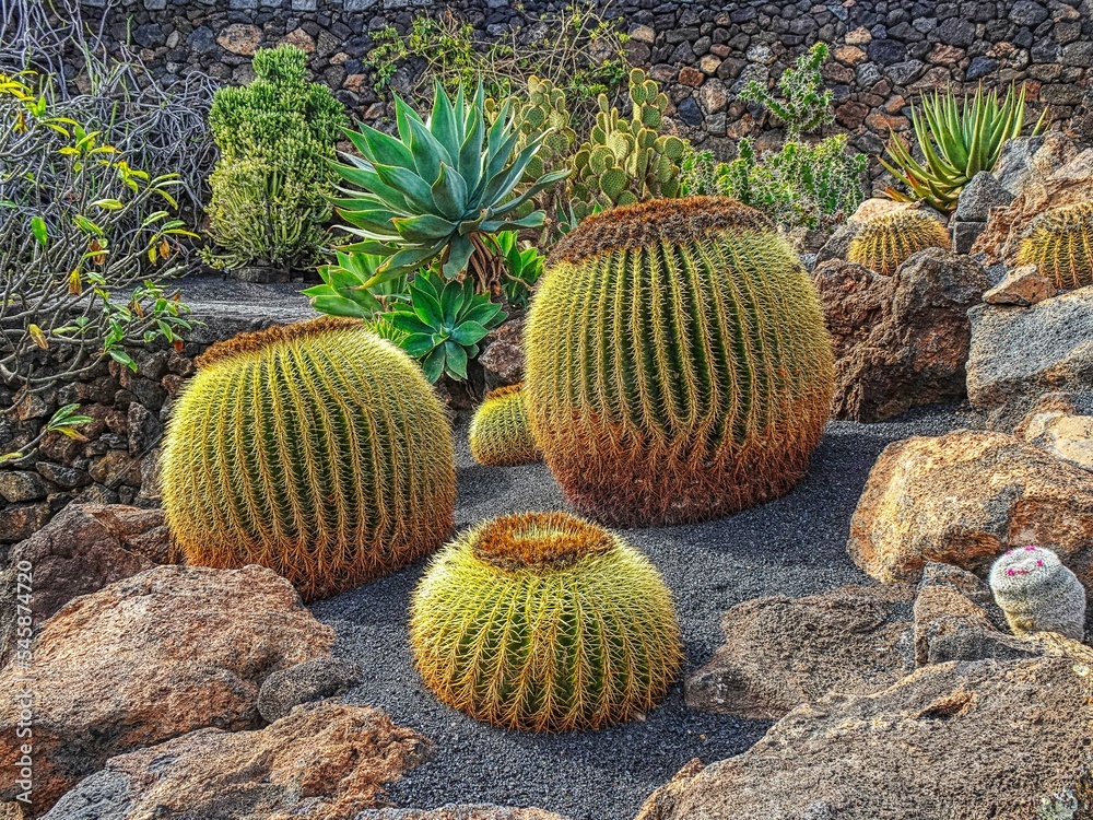 Guatiza -jardin de cactus (César Manrique) - Lanzarote - Illes Canàries Guatiza -jardin de cactus (César Manrique) - Lanzarote - Illes Canàries
