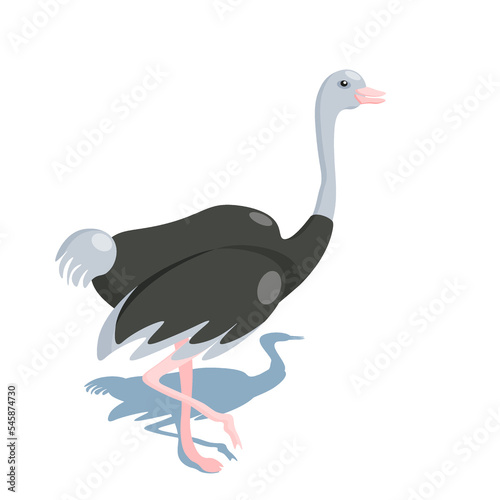 Ostrich cartoon character standing on one leg on white background with shadow, vector isolated.