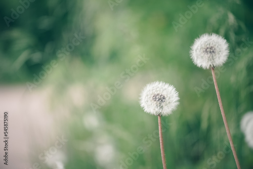 Beautiful spring background with fluffy dandelion on a blurred green background. Selective focus  place for your design and text.