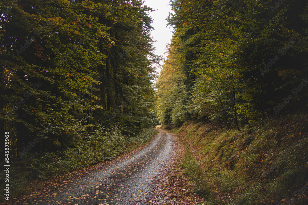 Fototapeta premium Best autumn mood in the beech forest. The golden light of the sun illuminates the leaves on the ground, the moss and the surrounding trees full of colourful foliage. Hiking lifestyle. Beskydy mountain