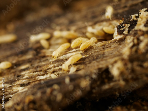朽ち木とシロアリ