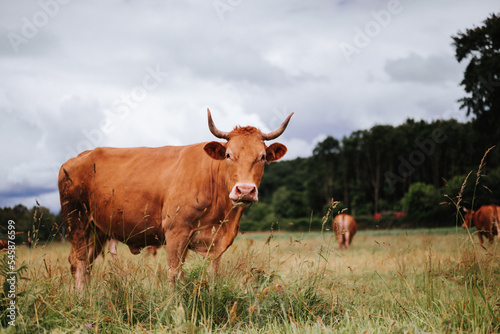 cows in the field © Agustn