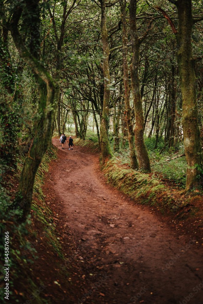 Obraz premium path in the forest