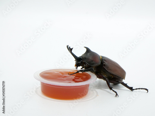 カブトムシと昆虫ゼリー