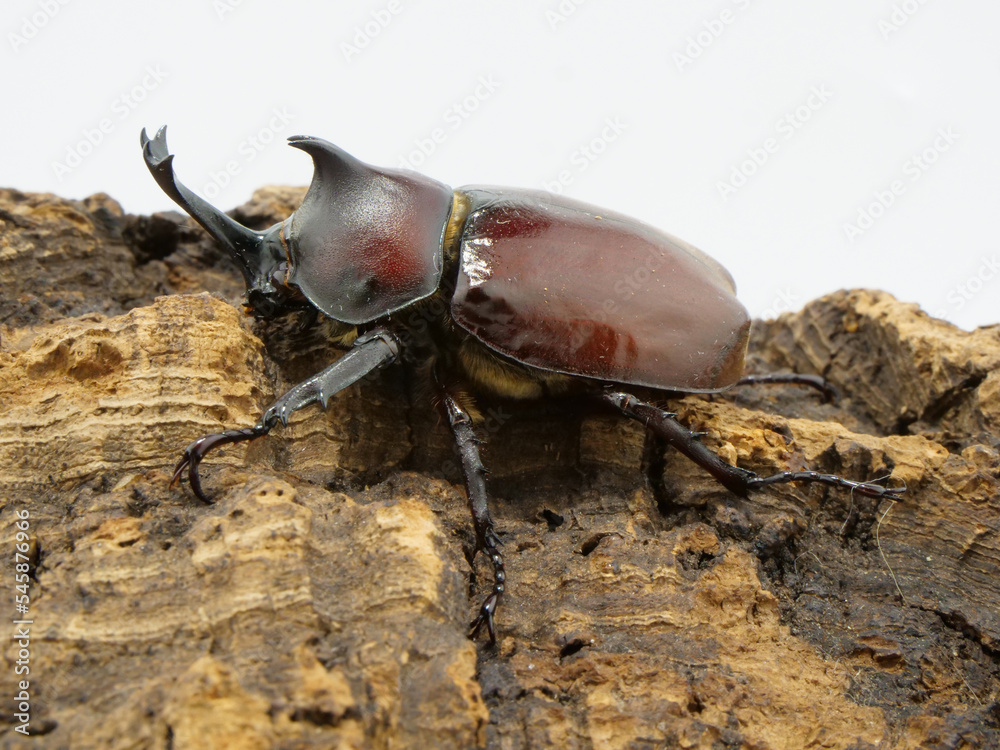 横から見たカブトムシのオス 横から見たカブトムシのオス