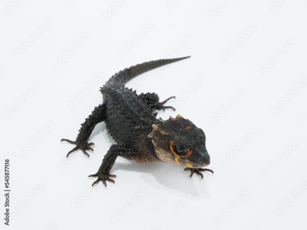 Fototapeta premium 斜め上から見たアカメカブトトカゲ