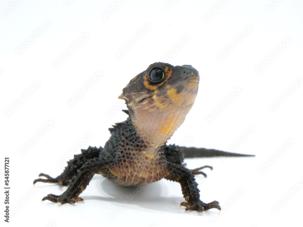 Obraz premium 上を見ているアカメカブトトカゲ